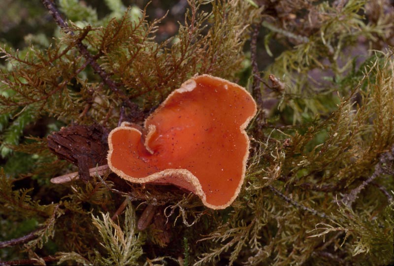 Pseudaleuria quinaultiana